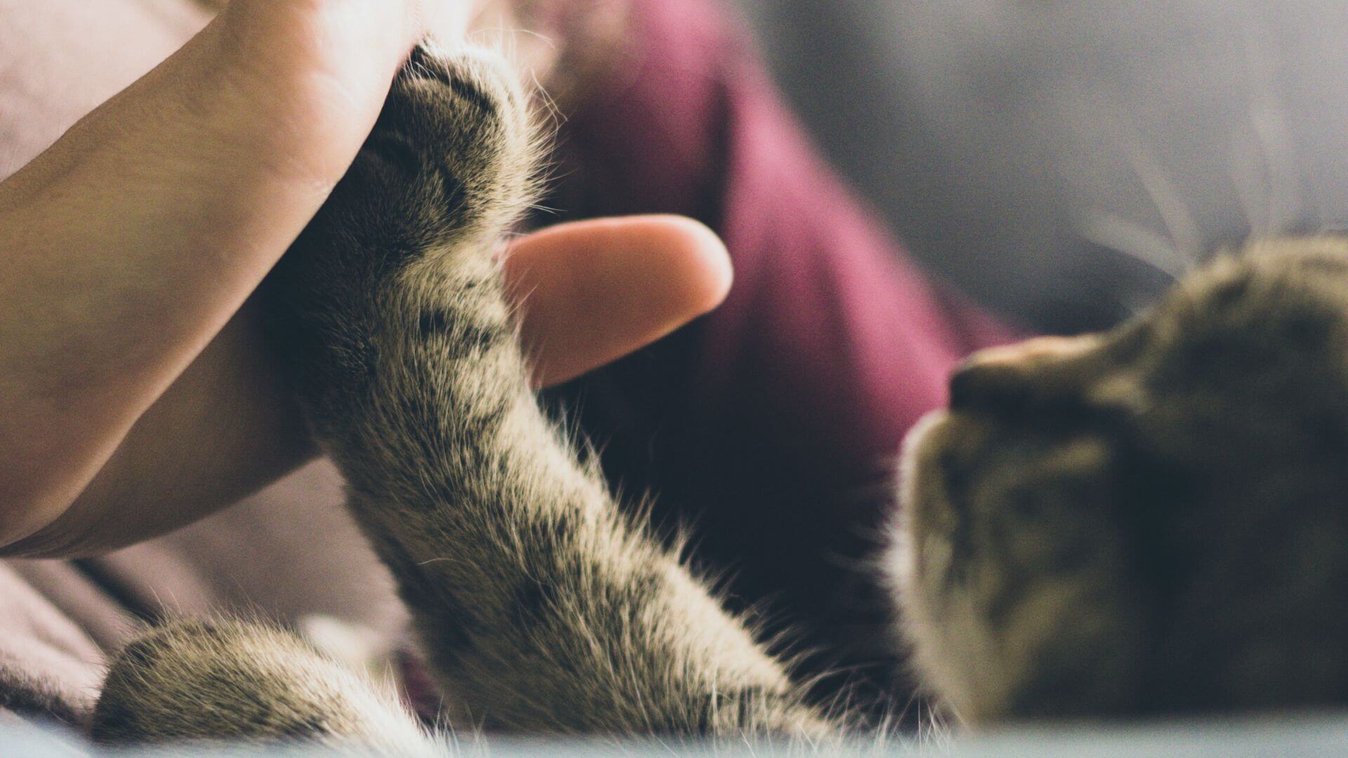 cat paw on persons hand